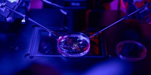 embryo selection